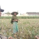 Polri dan Petani Labuapi Bersinergi, Perkuat Ketahanan Pangan Nasional Melalui Optimalisasi Lahan