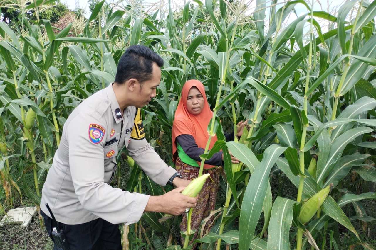 Pekarangan Produktif, Desa Aman: Inisiatif Ketahanan Pangan Bhabinkamtibmas Labuapi