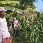 Jagung Jadi Andalan Banyumulek untuk Stabilkan Pangan Lokal