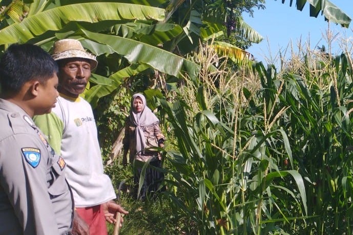 Jagung Jadi Andalan Banyumulek untuk Stabilkan Pangan Lokal