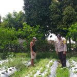 Bhabinkamtibmas Batulayar Dampingi Warga Panen Cabai, Dorong Pangan Mandiri dari Pekarangan