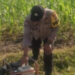 Bhabinkamtibmas Karang Bongkot Dukung Petani Jagung Manis Eksotik Lombok Barat