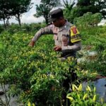 Bhabinkamtibmas Kuripan Utara Dampingi Petani Panen Cabai, Dukung Ketahanan Pangan