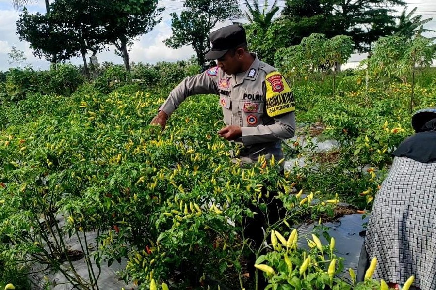 Bhabinkamtibmas Kuripan Utara Dampingi Petani Panen Cabai, Dukung Ketahanan Pangan