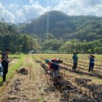 Polres Lombok Barat Dampingi Petani Jagung Desa Kebon Ayu untuk Ketahanan Pangan