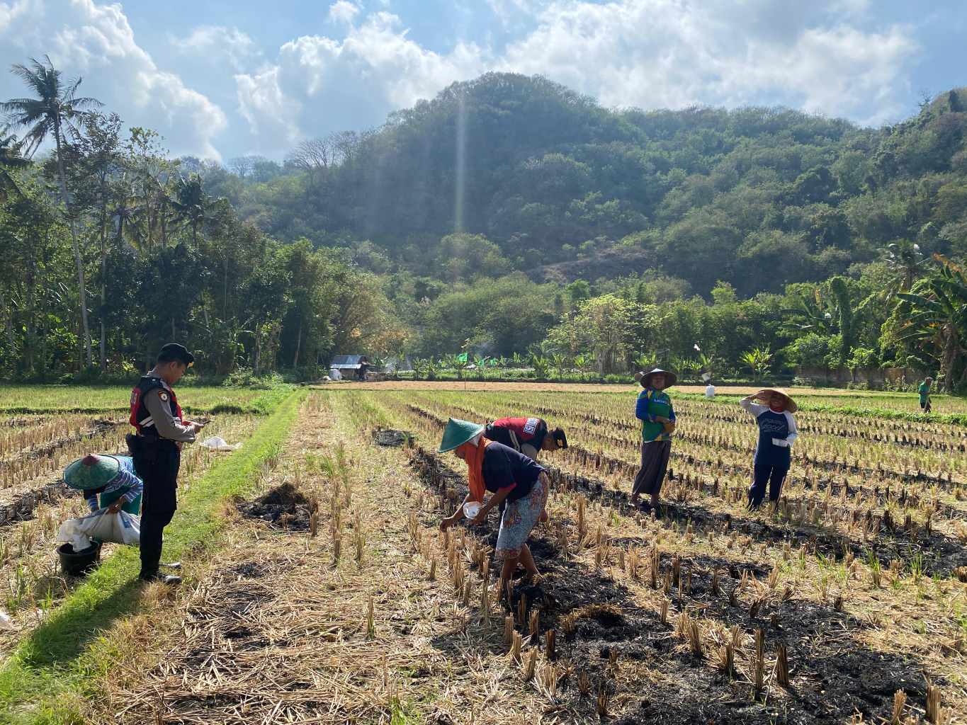Polres Lombok Barat Dampingi Petani Jagung Desa Kebon Ayu untuk Ketahanan Pangan
