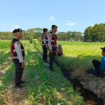 Polres Lombok Barat Pantau Lahan Jagung di Desa Tempos untuk Dukung Swasembada Pangan