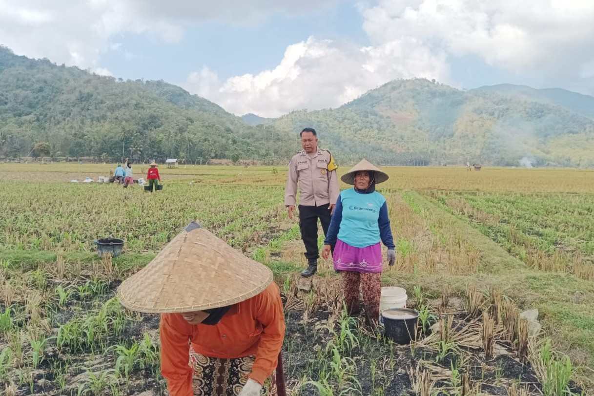 Polsek Gerung Perkuat Ketahanan Pangan Lewat Monitoring Pertanian Desa Banyu Urip