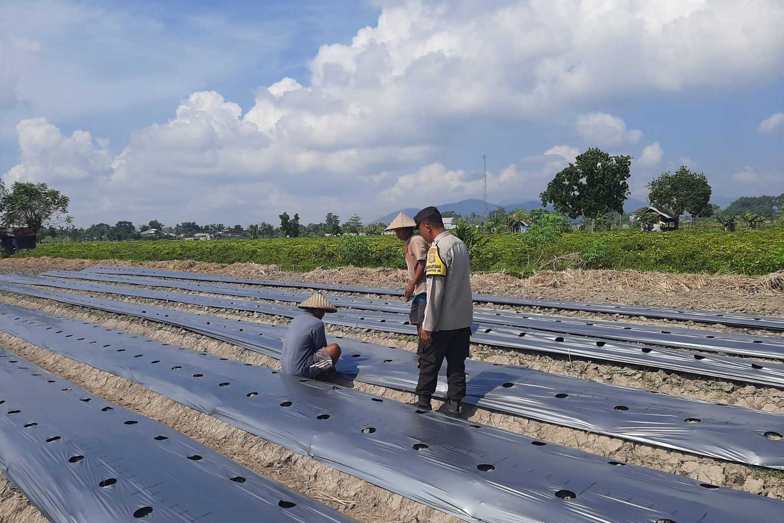 Polsek Kediri Dorong Warga Montong Are Tanam Cabai untuk Ketahanan Pangan
