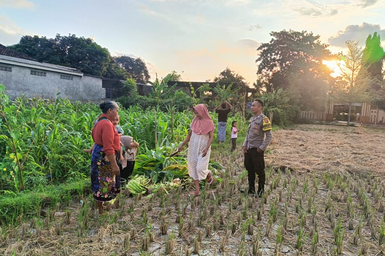Polsek Kuripan Dukung Petani Jagung di Kumbung Barat Wujudkan Ketahanan Pangan