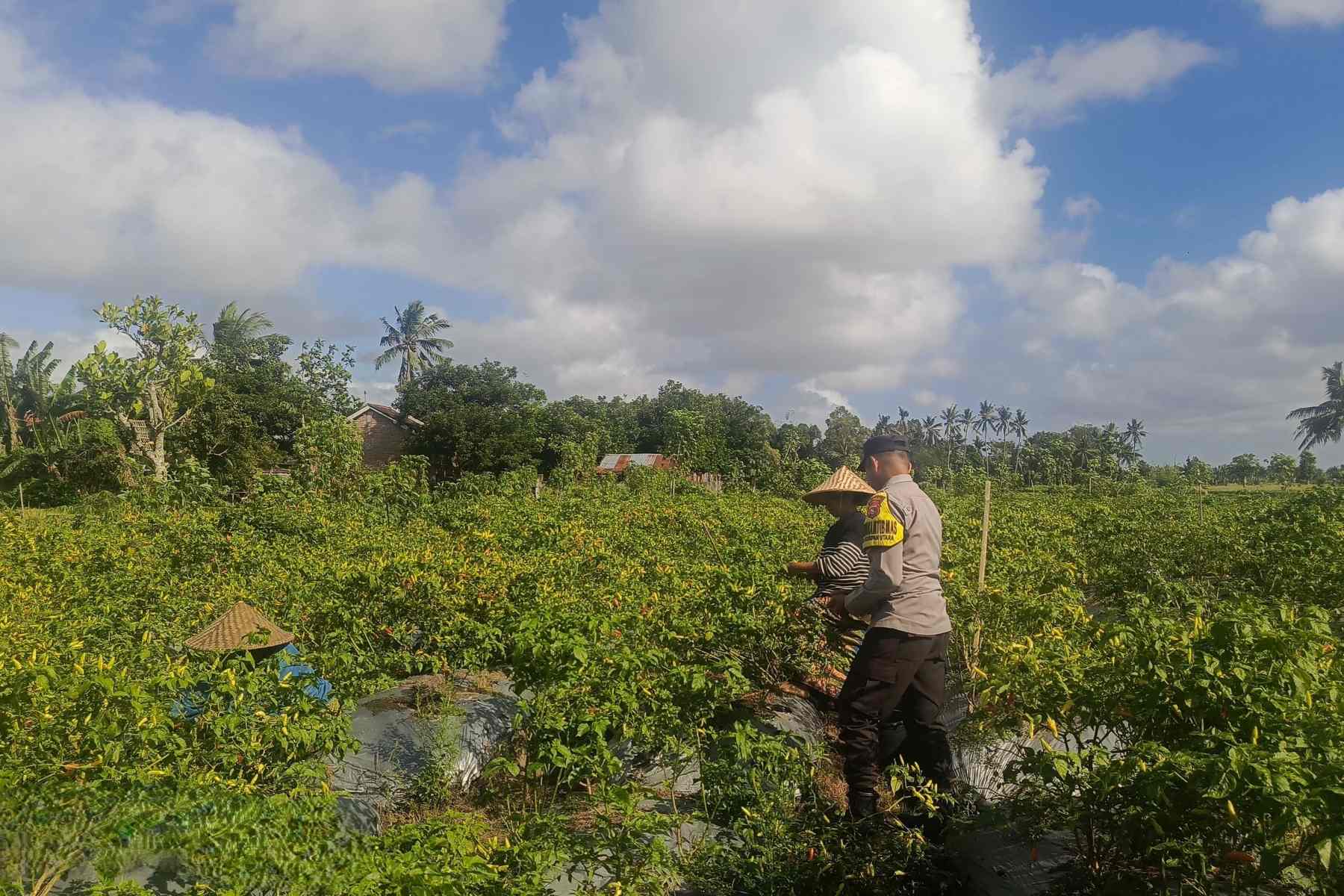 Sinergi Polri dan Warga Dusun Pelulan Wujudkan Ketahanan Pangan Keluarga