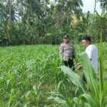Polri di Tengah Petani Jagung: DDS Bangun Ketahanan Pangan Sekotong
