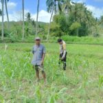 Jagung dan Keamanan: Bhabinkamtibmas Cendi Manik Turun ke Lahan