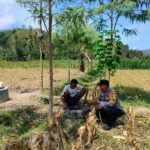 Dukung Ketahanan Pangan, Bhabinkamtibmas Lembar Beri Semangat Petani Jagung di Eyat Mayang