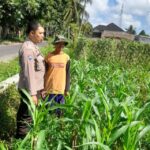 Kepolisian Kediri Bina Petani Jagung Gelogor, Perkuat Ekonomi dan Pangan Lokal