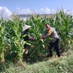 Dusun Jerneng Lombok Barat Jadikan Lahan Kosong Sumber Pangan Keluarga