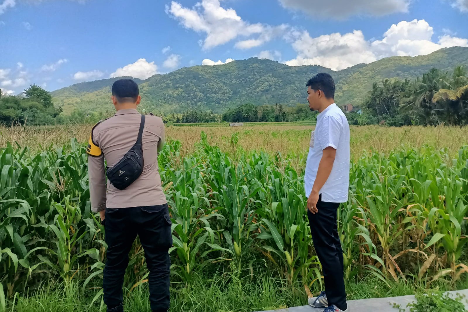 Pendampingan Petani Jagung oleh Polsek Kuripan, Dorong Ketahanan Pangan Lombok Barat