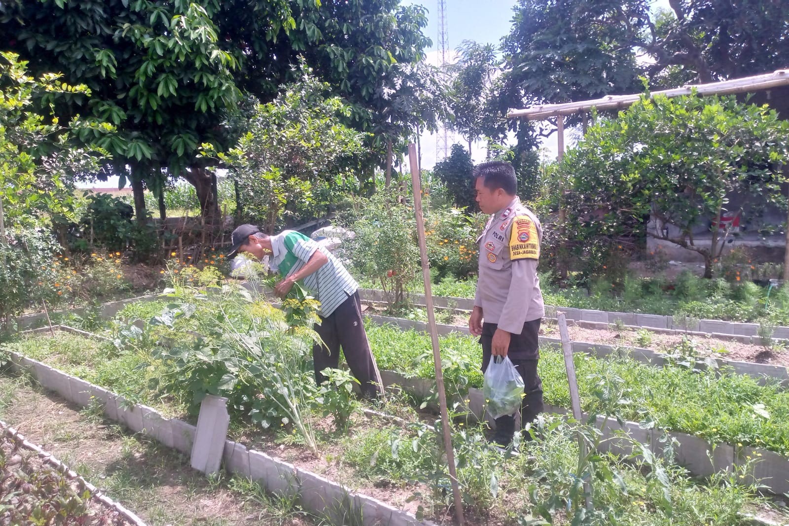 Dukungan Polri Bagi Petani Dusun Tegal: Langkah Nyata Kemandirian Pangan Jagaraga