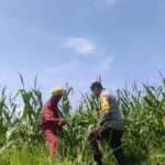 Tanpa Kendala Pupuk, Petani Jagung di Lombok Barat Semakin Optimis
