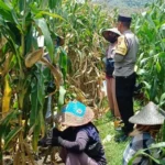 Bhabinkamtibmas Kawal Panen Jagung, Petani Babussalam Tersenyum Lega