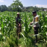 Polsek Kuripan Turun ke Sawah, Dukung Petani Tingkatkan Produksi Jagung