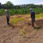 Lombok Barat, NTB – Dalam upaya konkret mendukung Program Ketahanan Pangan Nasional, Bhabinkamtibmas Desa Jagaraga, AIPTU I Gede Dodit, melaksanakan kunjungan dan dialog langsung dengan petani di Dusun Lamper. Kegiatan yang berlangsung pada hari Sabtu, 18 Oktober 2025, pukul 11.00 WITA hingga selesai, ini bertujuan mendorong pemanfaatan lahan produktif secara maksimal oleh warga binaan, baik untuk bercocok tanam maupun beternak atau perikanan. Inisiatif ini merupakan wujud nyata sinergi Polri dan masyarakat dalam menjaga ketersediaan pangan di tingkat lokal. Peran Aktif Polri dalam Mendukung Kemandirian Pangan Daerah Kunjungan Bhabinkamtibmas AIPTU I Gede Dodit di Dusun Lamper difokuskan kepada Bapak Ahmad, salah seorang petani setempat yang memiliki lahan produktif. Dalam pertemuan yang berlangsung hangat dan penuh kekeluargaan, AIPTU I Gede Dodit menyampaikan pentingnya peran aktif masyarakat, terutama para petani dan peternak, dalam menghadapi tantangan ketahanan pangan global. Ia mengajak warga untuk tidak hanya mengandalkan hasil panen utama, tetapi juga memanfaatkan pekarangan rumah atau lahan tidur untuk menanam komoditas pangan cepat panen seperti sayur-sayuran, sebagai bentuk diversifikasi dan cadangan pangan keluarga. Kapolsek Kuripan, Polres Lombok Barat, Polda NTB, Ipda I Wayan Eka Ariyana, S.H., menegaskan bahwa kegiatan ini adalah bagian dari instruksi pimpinan Polri untuk secara masif mengawal dan mendukung program pemerintah. "Peran Bhabinkamtibmas sangat strategis sebagai ujung tombak Polri di desa. Mereka tidak hanya menjaga kamtibmas, tetapi juga menjadi motivator dan penggerak ekonomi kerakyatan, khususnya di sektor pertanian. Kami terus mendorong anggota kami untuk terjun langsung, memastikan warga binaan teredukasi dan tergerak untuk memanfaatkan setiap jengkal lahan yang ada," ujar Ipda I Wayan Eka Ariyana, S.H. Menggali Potensi Lokal Melalui Pemanfaatan Lahan Produktif Inti dari kunjungan tersebut adalah memotivasi Bapak Ahmad dan warga lainnya agar lebih optimal dalam memanfaatkan lahan. AIPTU I Gede Dodit memberikan pemahaman bahwa ketahanan pangan dimulai dari tingkat rumah tangga dan desa. Dengan menanam sayur-sayuran di lahan milik sendiri, warga dapat mengurangi ketergantungan pada pasar, memastikan ketersediaan pangan yang sehat, sekaligus berpotensi meningkatkan pendapatan keluarga. "Saya berdialog dengan Bapak Ahmad, menjelaskan bahwa program ketahanan pangan ini bukan hanya tanggung jawab pemerintah semata, melainkan tanggung jawab kita bersama. Dengan memanfaatkan lahan seoptimal mungkin, kita tidak hanya menjamin ketersediaan pangan keluarga, tapi juga ikut berkontribusi pada ketahanan pangan nasional," kata AIPTU I Gede Dodit. Ia menambahkan, pihaknya siap membantu memfasilitasi komunikasi dengan instansi terkait jika warga membutuhkan bimbingan teknis lebih lanjut mengenai pertanian atau peternakan. Sambutan Positif Warga dan Komitmen Mendukung Program Pemerintah Sambutan dari Bapak Ahmad, petani yang menjadi sasaran kunjungan, menunjukkan antusiasme tinggi terhadap inisiatif ini. Bapak Ahmad menyatakan kesediaannya untuk mendukung program pemerintah dengan mulai menanam berbagai jenis sayur-sayuran di tanah miliknya yang terletak di Dusun Lamper, Desa Jagaraga. "Kami menyambut baik kunjungan dari Bapak Bhabinkamtibmas. Ini sangat memotivasi kami para petani. Kami siap mendukung program ketahanan pangan ini. Kebetulan kami punya lahan, dan arahan dari Bapak Dodit untuk menanam sayur-sayuran sangat masuk akal untuk cadangan pangan keluarga kami. Kami akan segera memulainya," tutur Bapak Ahmad dengan semangat. Hasil dari kegiatan ini tidak hanya terhenti pada komitmen menanam sayuran, tetapi juga berhasil menjalin dan memperkuat tali silaturahmi serta komunikasi yang baik antara Polri dan warga binaan. Komunikasi yang intensif dan berkelanjutan seperti ini sangat penting untuk memastikan program-program pemerintah dapat berjalan lancar dan tepat sasaran di tingkat desa. Secara keseluruhan, kegiatan Bhabinkamtibmas Desa Jagaraga AIPTU I Gede Dodit di Dusun Lamper ini berjalan lancar. Situasi di lokasi terpantau aman dan kondusif, mencerminkan sinergi yang harmonis antara aparat keamanan dan masyarakat. Upaya ini menjadi salah satu pilar penting dalam mewujudkan kemandirian pangan yang berkelanjutan di wilayah Kabupaten Lombok Barat, sekaligus mengukuhkan citra Polri sebagai pengayom dan mitra produktif bagi masyarakat. Keberhasilan ini diharapkan dapat menjadi contoh inspiratif bagi desa-desa lain untuk turut serta aktif dalam program penguatan ketahanan pangan nasional.