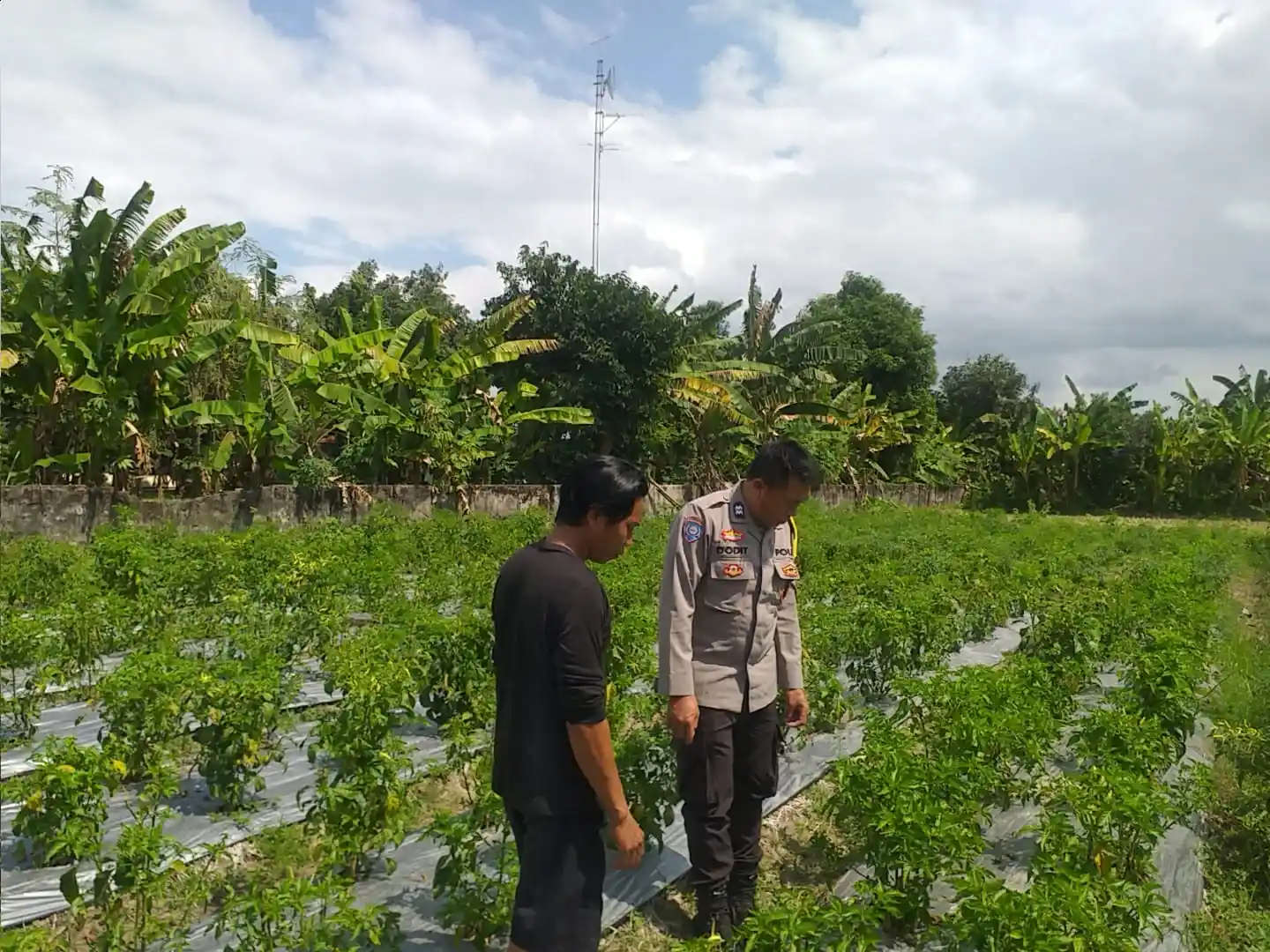Dorong Kemandirian Pangan Keluarga, Bhabinkamtibmas Dampingi Warga Olah Lahan