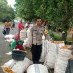 Sinergi Petani dan Polri di Lombok Barat Hasilkan Panen Jagung Melimpah