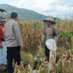 Jagung Melimpah, Polri Dukung Ketahanan Pangan di Lombok Barat