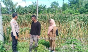 Bhabinkamtibmas Kediri Lobar dan PPL Tinjau Panen Jagung, Jaga Kestabilan Pangan Desa
