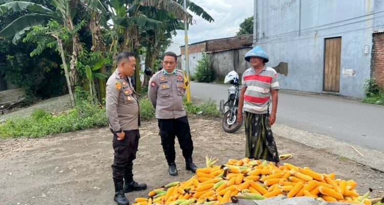Polsek Labuapi Bantu Petani Amankan Harga Panen Jagung ke Bulog