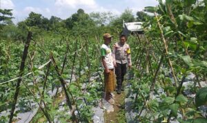 Benteng Pangan Mikro: Bhabinkamtibmas Motivasi Warga Lombok Barat Garap Lahan Produktif