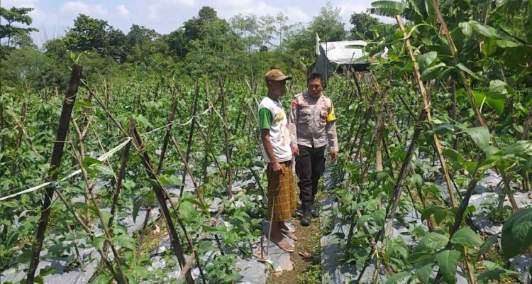 Benteng Pangan Mikro: Bhabinkamtibmas Motivasi Warga Lombok Barat Garap Lahan Produktif