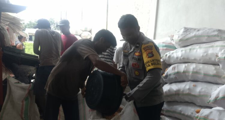 Jaga Kualitas, Polri Bantu Petani Lombok Barat Pipil Jagung