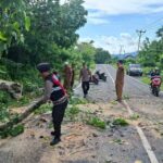 Keselamatan Prioritas: Polsek Sekotong Amankan dan Bersihkan Pohon Tumbang