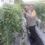 Kuatkan Ketahanan Pangan, P4S Lombok Barat Dorong Kompetensi Petani