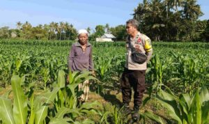 Cara Polsek Batulayar Ubah Pekarangan Jadi Sumber Ekonomi