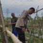 Polsek Sekotong Dampingi Petani Kuranji Dalang